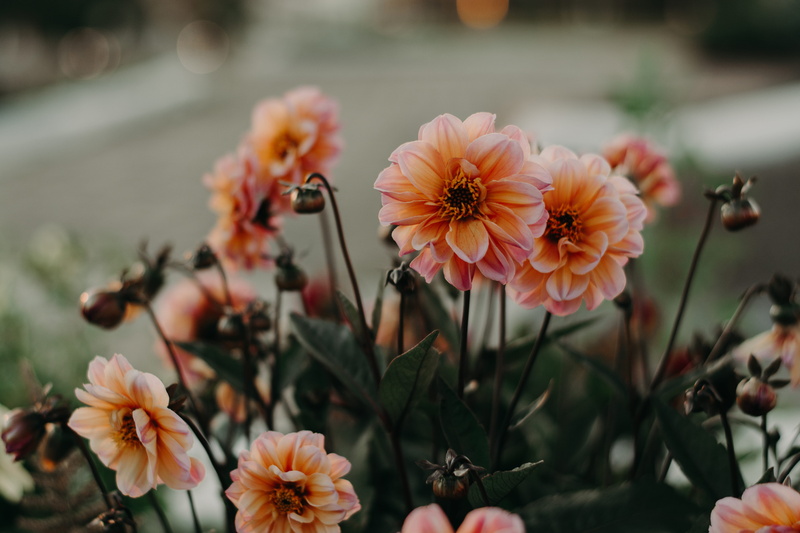 pink, flower head, petals, growth, park, close-up, blossom, inflorescence, dahlia, garden, sunset, petal, spring flowers, day, plants, vulnerability, beauty in nature