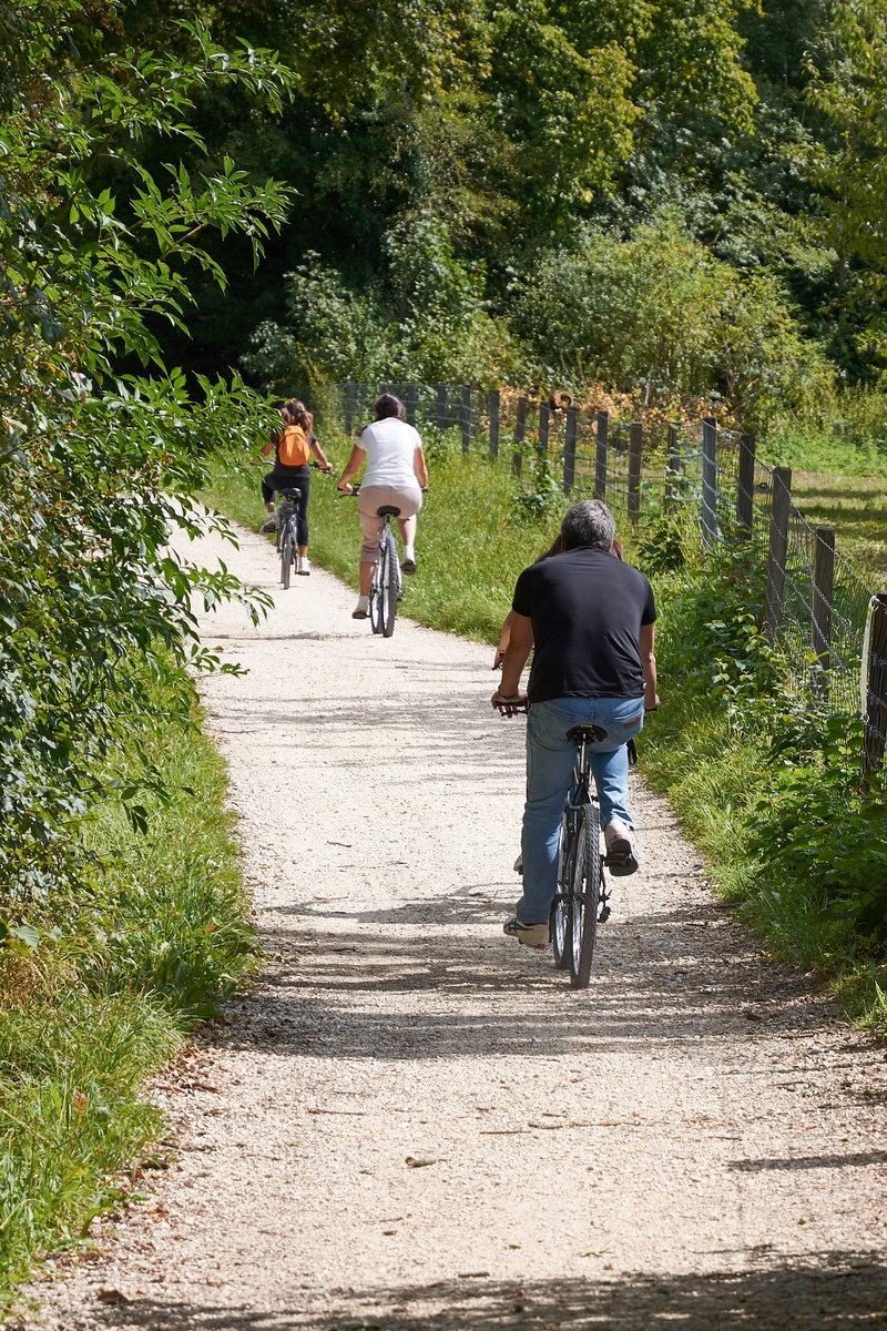 nature, cyclists, forest, plant, healthy, men, activity, real people, rear view, lifestyles, walking, cycle, wheels, spring, two wheeled vehicle, 2K, group of people
