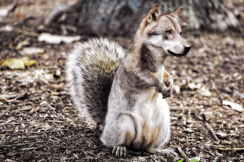 untitled, looking, close-up, wolf, nature, mammal, canine, animals in the wild, image overlay, animal, animal themes, field, domestic, land, fantasy, composing