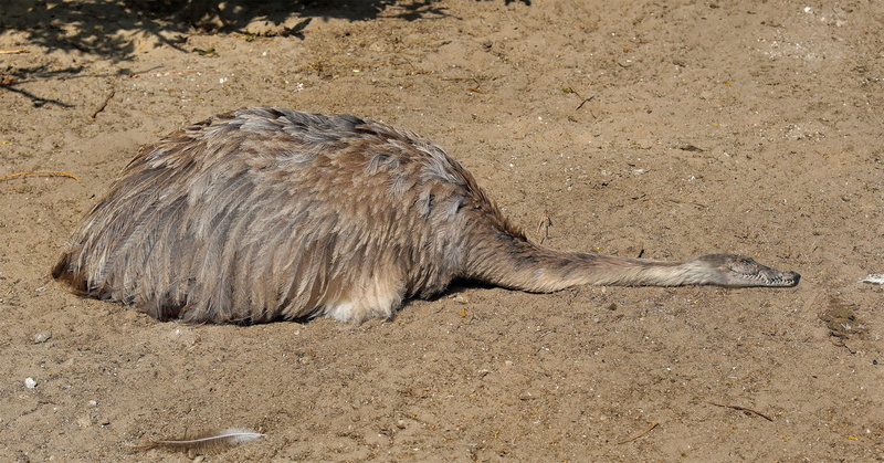 no people, brown, animal, africa, high angle view, relaxation, animal themes, field, crocodile, zoo, vertebrate, reptile, beach, sand, predator, carnivores