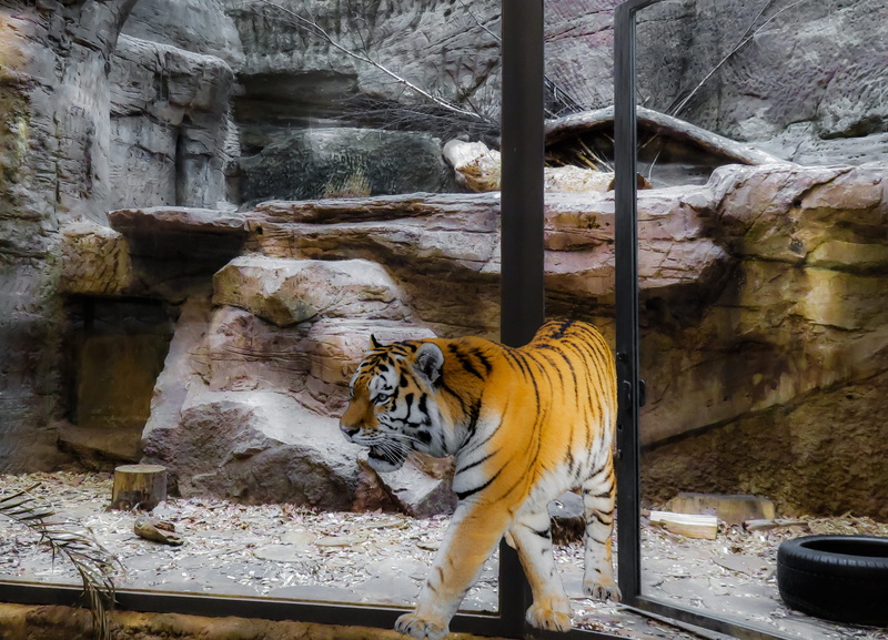 tiger, Tiger, mammal, animal markings, cage, zoo, outdoors, animals in the wild, Animal, dom, outbreak, day, carnivora, cat, 4K, animals in captivity
