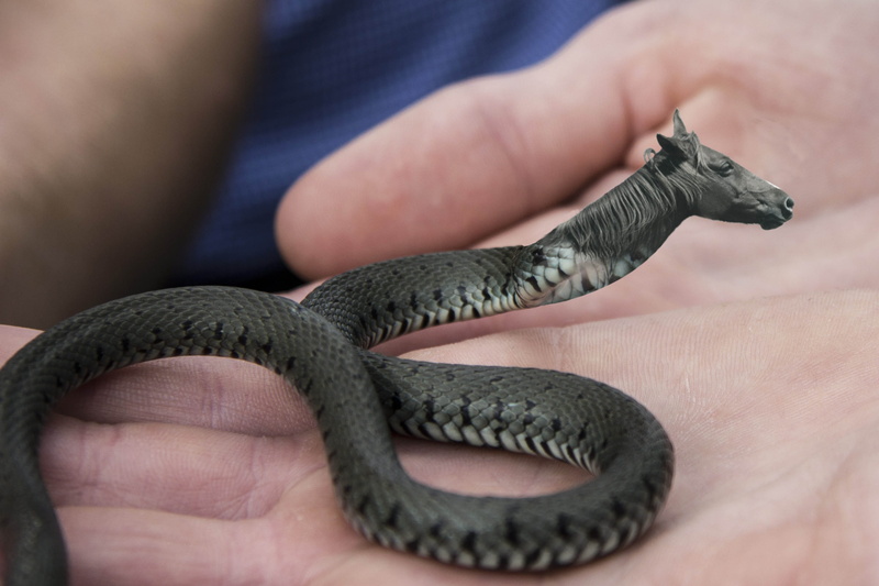 modification, childhood, poisonous, one person, human body part, vertebrate, 2K, body part, snake, image overlay, child, animal, finger, holding, close-up