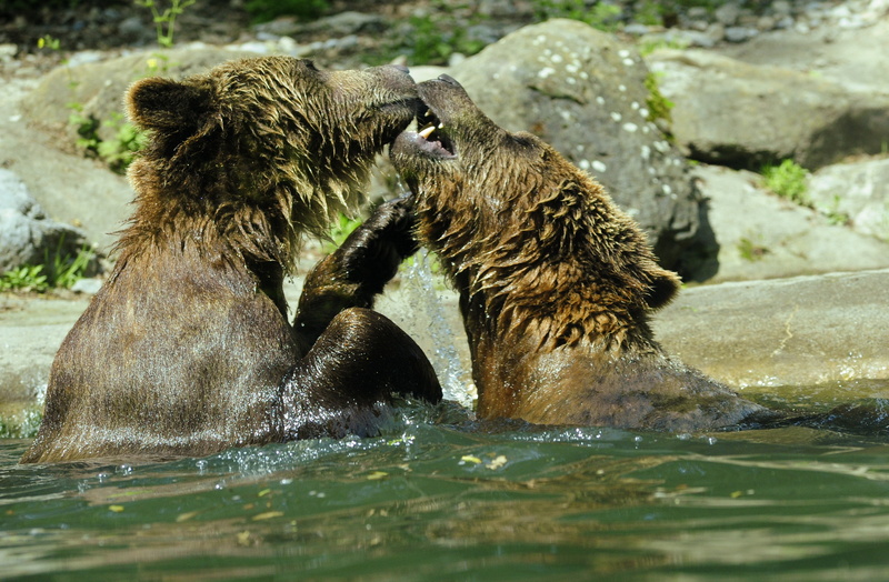 playful, animal wildlife, tooth, inject, two animals, bad, great, brown bear, rock - object, paws, paw, 4K, ursus arctos, vertebrate, rivals, splashing