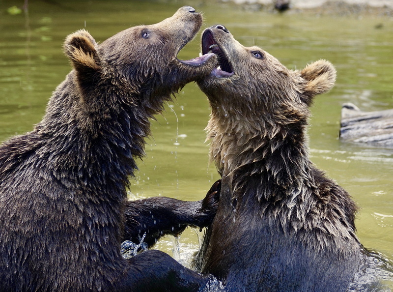 4K, day, swim, two animals, wildlife park, fight, splashing, animal family, brothers, close-up, outdoors, tussle, predator, fun, bear enclosure, animal wildlife