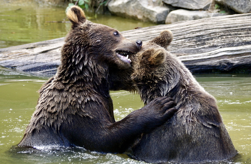 animal wildlife, pleasure, fight, 4K, Animals, tussle, play, water, hair, animal portrait, claw, bear enclosure, group of animals, river, wet, waters