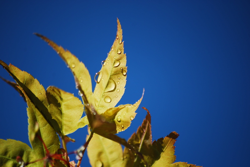 no people, day, blue, tranquility, get wet, leaves, beauty in nature, leaf, 4K, outdoors, focus on foreground, time, clear sky, plant, drop, nature, vulnerability