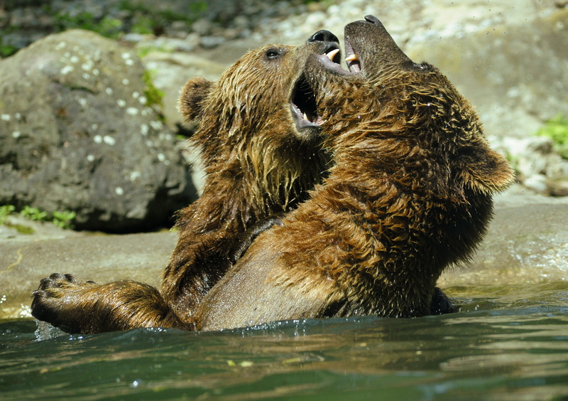 get it all, wash, playful, claw, swim, great, mammal, inject, animal themes, animal wildlife, waterfront, ursus arctos, no people, tooth, brown bear, day