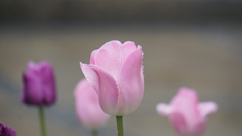 love, springtime, purple, growth, flower, womens day, paradise, pink, nature, raindrop, no people, wet, blossom, may, international womens day, beauty in nature