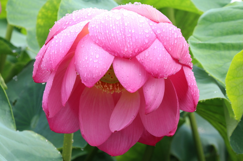flowering plant, pink color, getting flowers, plant, leaf, water lilies, flower head, teardrop, dew, water, homepage, demonstration, pink flower, gwangokji
