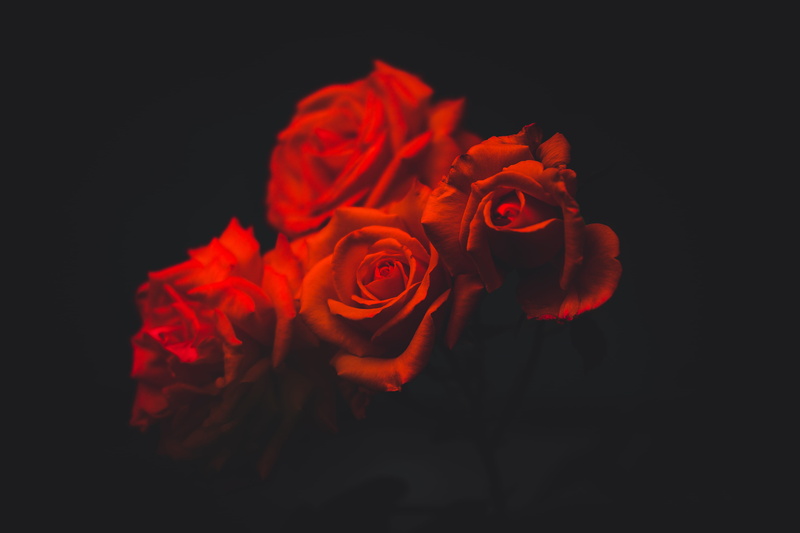 rose - Flower, plant, no people, rose, background, petal, romance, four, roses, vulnerability, studio shot, flowering plant, inflorescence, beauty in nature