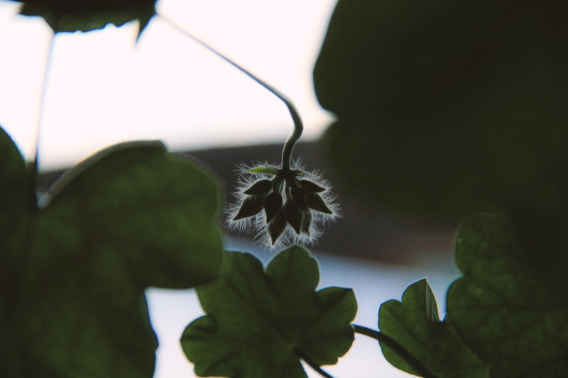 plant stem, flower, flower head, green color, contraluz, outdoors, close-up, one animal, fragility, vulnerability, leaves, plant part, selective focus