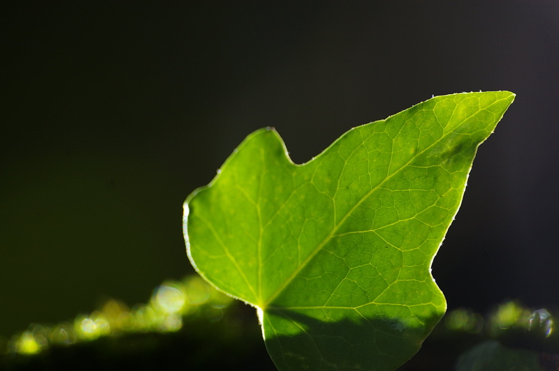 environment, freshness, backgrounds, bob forrest, light, plant, luz, nature, natura, Viladrau, green leaf, fulla, leaf, moonshiner, hoja, backlight, Osona