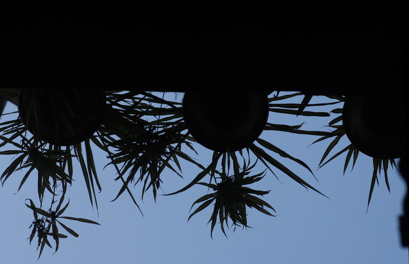 macetas, palm tree, silhouette, branch, tree, directly below, low angle view, plant part, balcón, nadir, sky, plant, blue, balcony, clear sky, black and blue