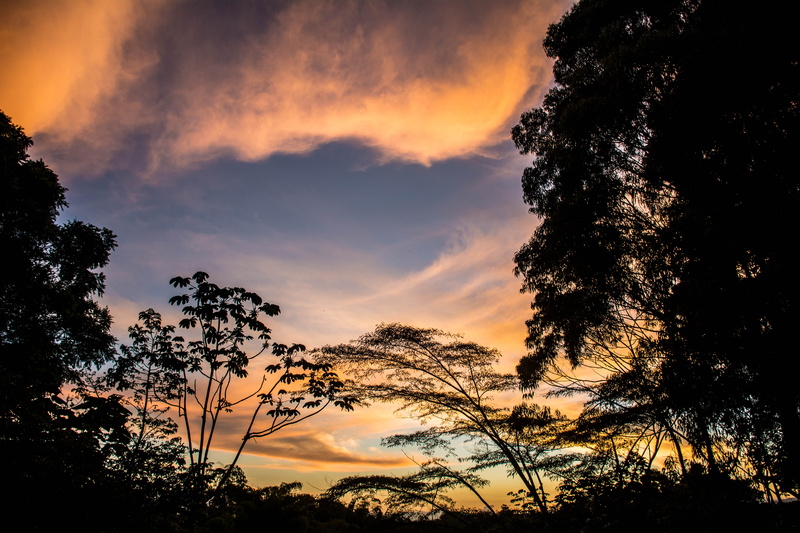 clouds, trees, cloud - sky, scenics - nature, branch, orange color, gold, silhouette, outdoors, growth, no people, low angle view, tranquil scene, non-urban scene