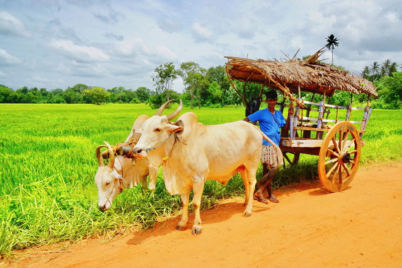 animal themes, traditional, nature, land, transport, group of animals, transportation, plant, day, cart, pets, sky, animal, domestic animals, village, no people
