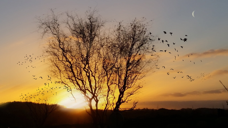 flock of birds, large group of animals, plant, animals in the wild, tranquility, bird, de, animal, orange color, animal themes, 1080P, sunset, coucher