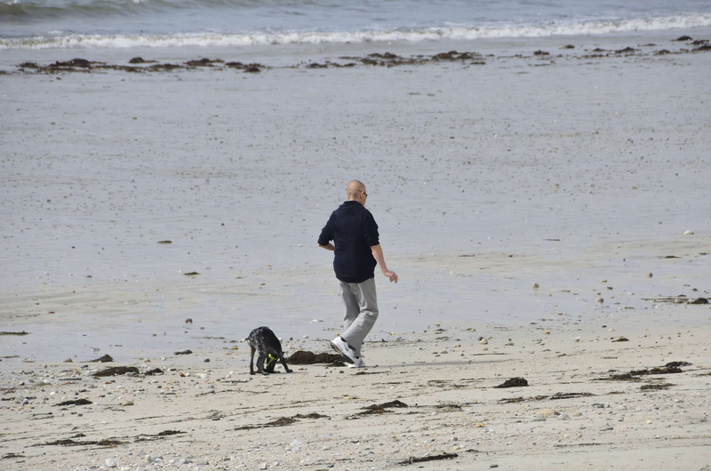 beach, one animal, domestic animals, loisirs, pet owner, 4K, outdoors, mammal, promenade, water, chien, real people, dog, vertebrate, sea, sand, animal themes