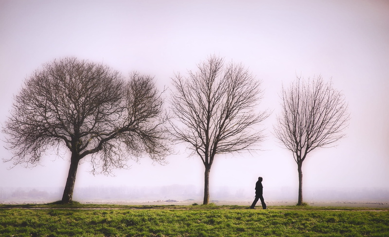 sky, bare tree, tranquil scene, beauty in nature, full length, arbres, marche, fog, silhouette, outdoors, landscape, grass, scenics - nature, environment