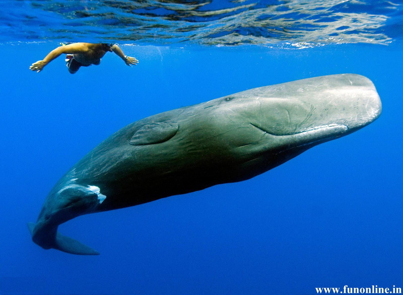 underwater, outdoors, blue, animals in the wild, animal wildlife, undersea, nature, animal themes, aquatic mammal, vertebrate, one animal, no people, water