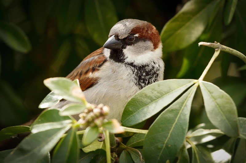 widescreen, focus on foreground, plant, bird, animals, animal themes, background, beauty in nature, close-up, 5K, plant part, HD, fullscreen