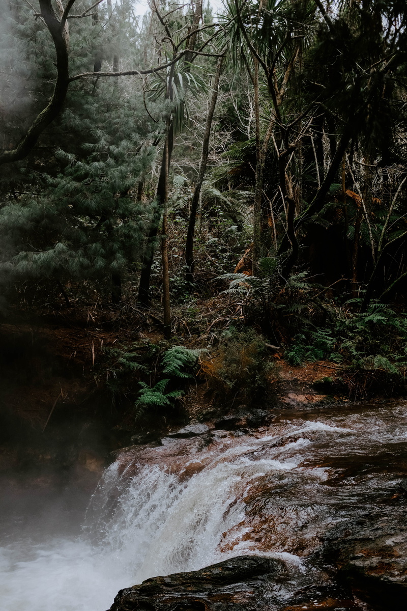 landscape, surrounded, tree, stream, river, cascade, bush, falling, beauty In Nature, fougere, no People, riviere, flowing Water, plant, tropical Rainforest