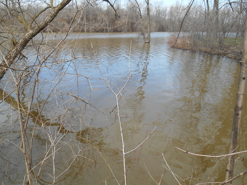 water, growth, inondation, grass, tranquility, scenics - nature, montreal, branch, beauty in nature, 4K, branche, refet, tranquil scene, tree, nature
