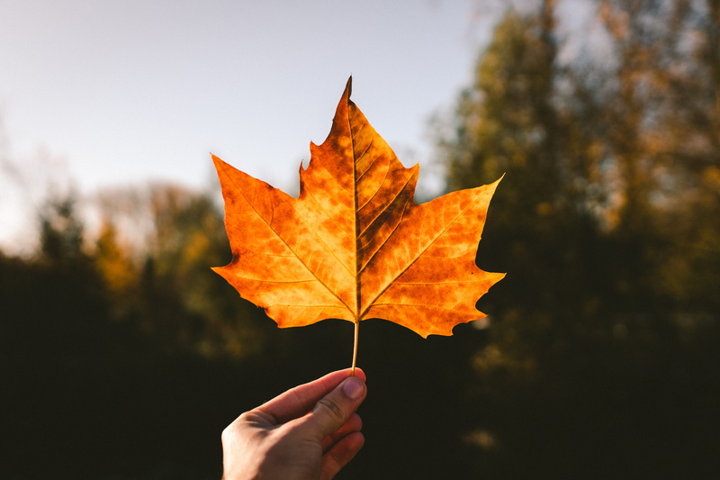 maple, outdoors, autumn collection, naturereserve, orange color, autumn, holding, falls, dof, hand, finger, overmeersstraat, beauty in nature, nature, fallwallpaper