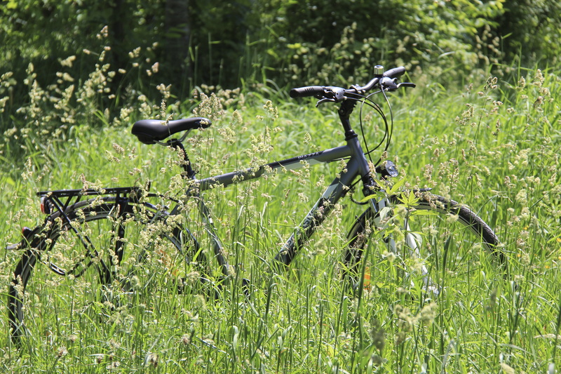 growth, focus on foreground, transportation, land, outdoors, green color, stationary, grass, gents cycles, 5K, nature, sunlight, handlebar, wood, tree