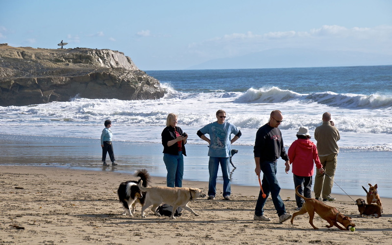 gente, perros, 1080P, entretenimientoslaya, paseando