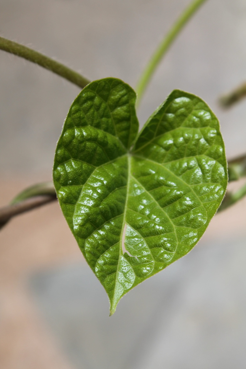 life, beauty in nature, embrace, drop, day, peace, nature, purity, emotion, heart, growth, 4K, food, food and drink, leaf vein, amour, gift, create, close-up