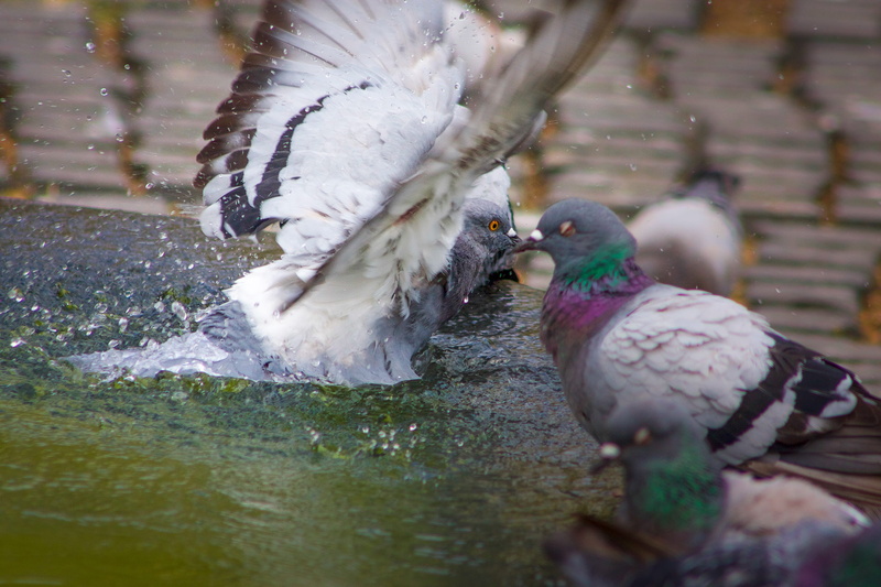 animal, bises, animal themes, nature, besos, bird, beso, day, poultry, bisou, group of animals, alas, two animals, no people, fly, wings, vol, pigeon, spain