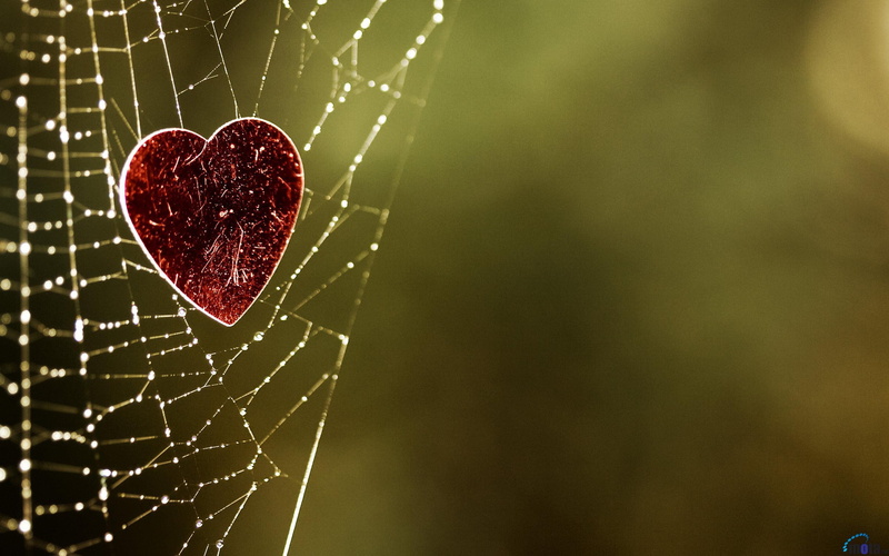 abstract, 2K, heart, green, spider, nature, 3d and abstract, spiderweb, love, amor