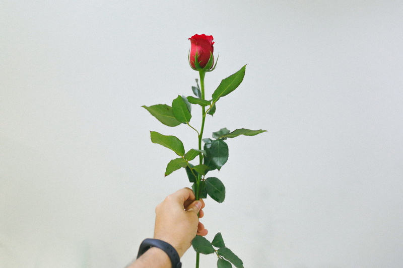 outdoors, love, loves, flower, freshness, minimalist flower, unrecognizable person, valentine, plant, amor, personal perspective, blossom, 5K, fragility