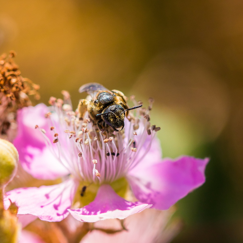 petal, shallow focus, fleur, shallow, wildlife, Sandrine, nature, close-up, summer, pollen, plant, insect, pink, abeille, été, chaleur, la, Macro, 2K