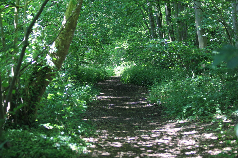 summer, edge, the way forward, shadow, bush, path, way, été, tranquil scene, pathway, no people, arbre, green color, forest, 5K, direction, plant, growth