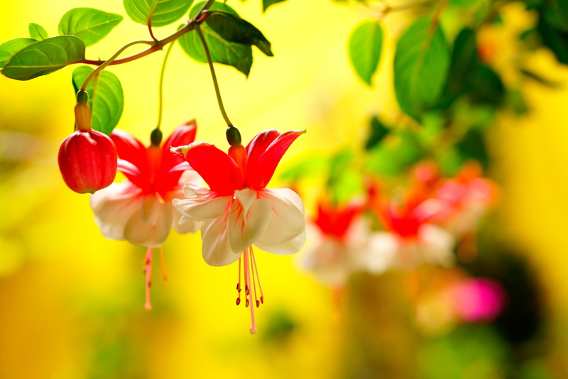 fragility, leaf, flower head, vibrant color, summer, outdoors, jardin, flower, close-up, vulnerability, ornamental garden, color, flor, yellow, selective focus