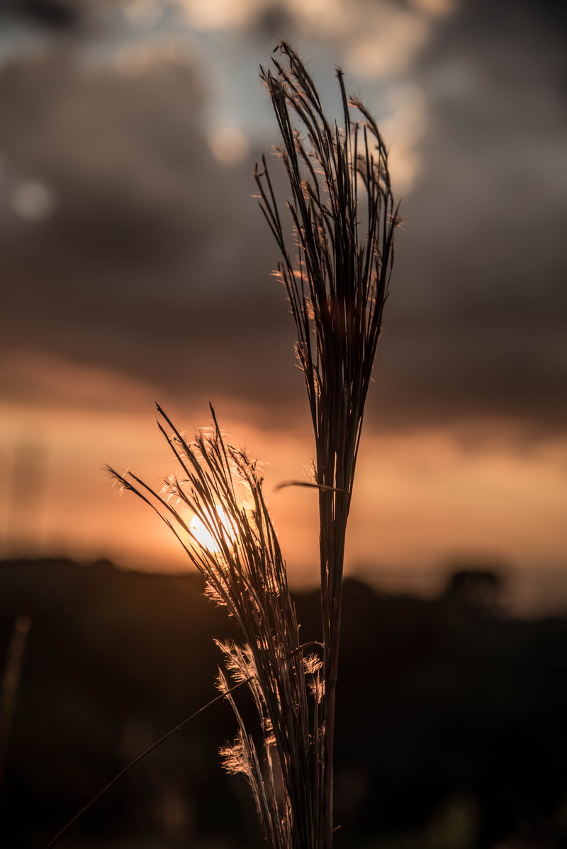verano, crop, nature, outdoors, plant stem, no people, focus on foreground, atardecer, cereal plant, close-up, colores, colombia, tranquility, landscape