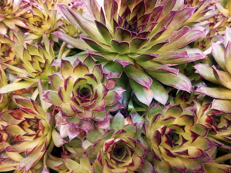 green, full frame, plant part, high angle view, natural pattern, leaves, summer, green color, vegetación, leaf, nature, day, plantas, succulent plant, backgrounds