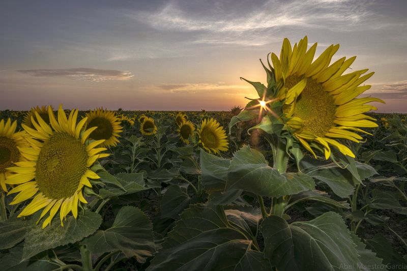 nature, Rebelde, verano, growth, agriculture, summer, field, amarillo, sky, flower, plant, Sevilla, white, sun, outdoors, rural Scene, white sky, 5K, España