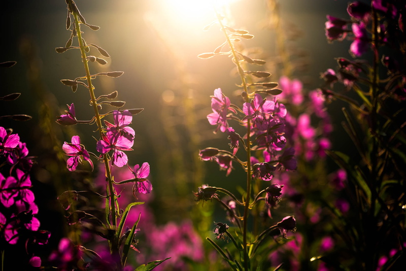 summer, outdoors, Contre-jour, nikon  d610, flower, nature, lot, shallow, fleurs, plante, 1080P, springtime, photography, un, colour, color, sunset, reflex