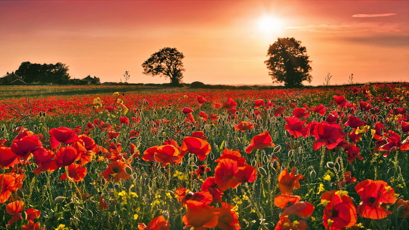 poppy, field, flowerbed, 1080P, flower head, tranquility, puppies, growth, sun, trees, rural scene, landscape, environment, outdoors, nature, sunset, fragility