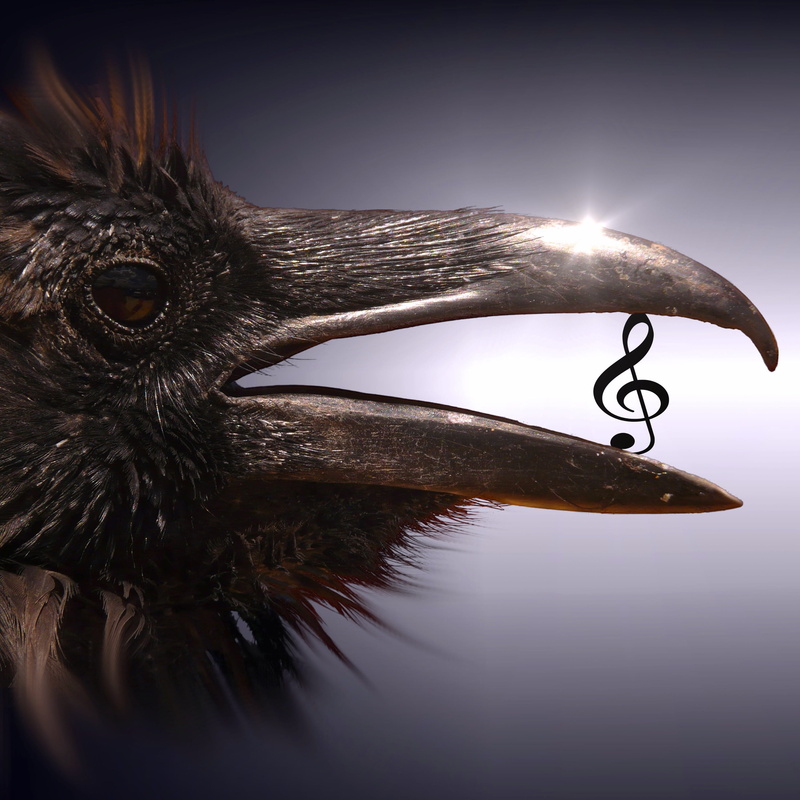 communication, fantastic, raven, black, audio, indoors, animal wildlife, mysterious, animal themes, studio shot, no people, dark, music cd, cover, surreal