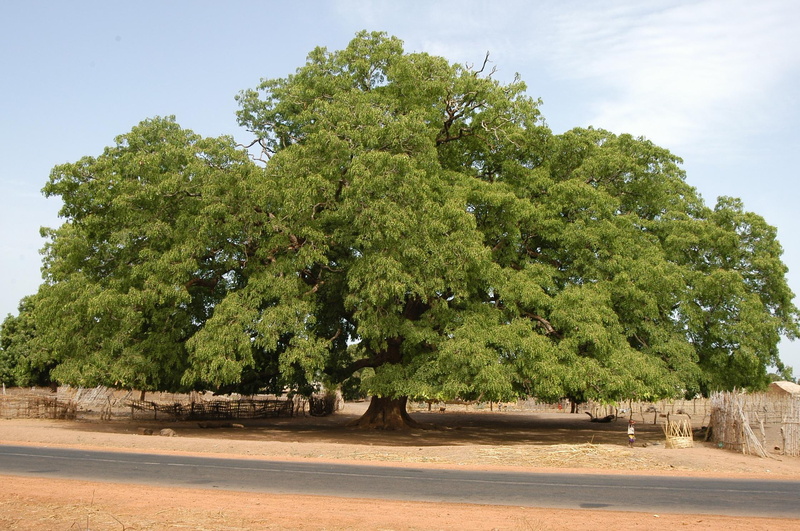 eric berluteau, tree, casamance, 1080P, nature, senegal, 3d and abstract, enormous