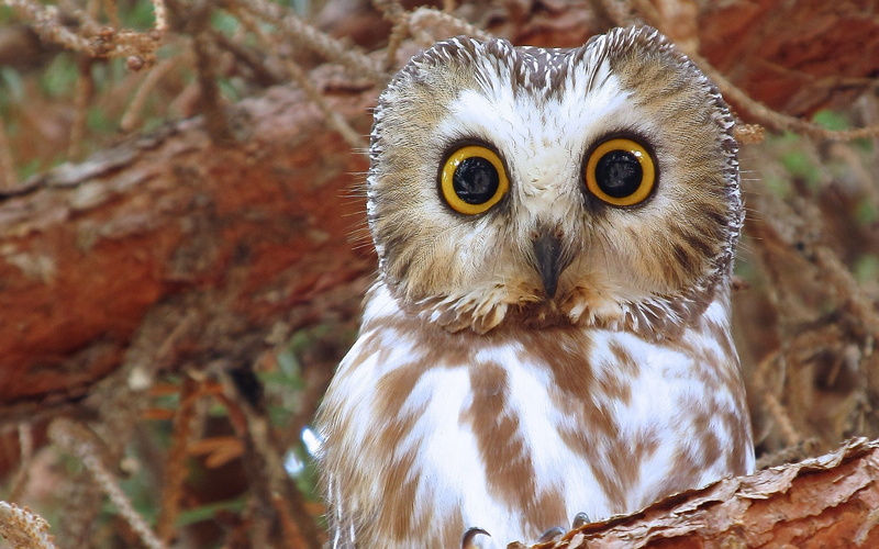 american, north, North American boreal owl, owl, enormous eyes, 1080P, Bird, boreal