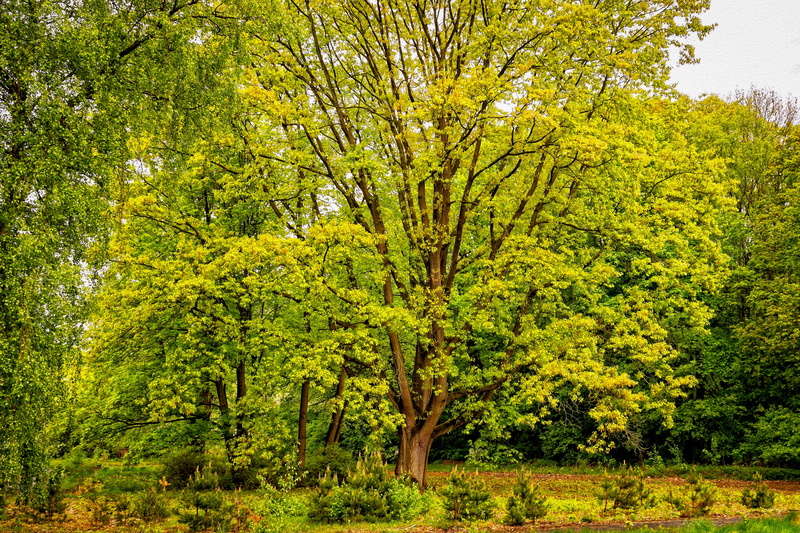 growth, canopy, tranquility, spring, foliage, 5K, peaceful, nature, ray of hope, leafed, tranquil scene, romantic, outdoors, trees, tree, non-urban scene
