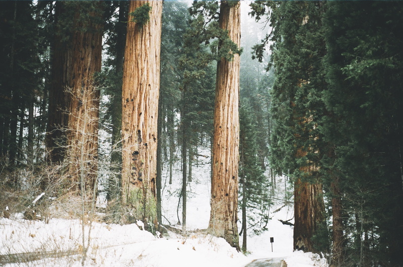 wood, california, outdoors, tree trunk, cold temperature, winter, plant, tall, snow, america, trees, 2K, nature, grunge, trunk, land, non-urban scene