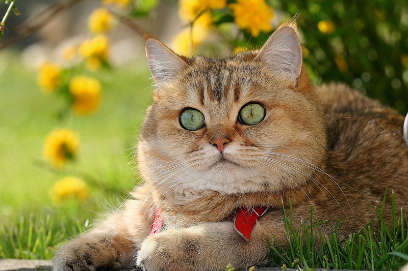 face, nature, cat, Shorthair, grass, domestic animals, animal themes, British, Enormous, focus on foreground, animal head, domestic cat, portrait, close-up