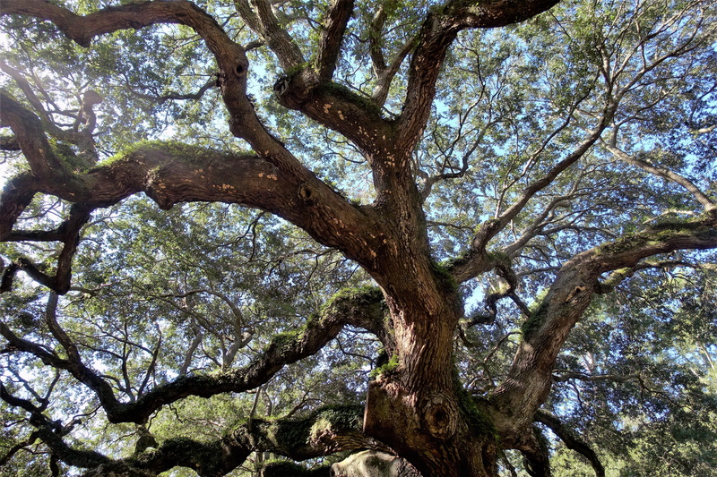 growth, backgrounds, outdoors, green color, tree, day, sunlight, sky, low angle view, no people, beauty in nature, nature, south carolina, angel oak, enormous