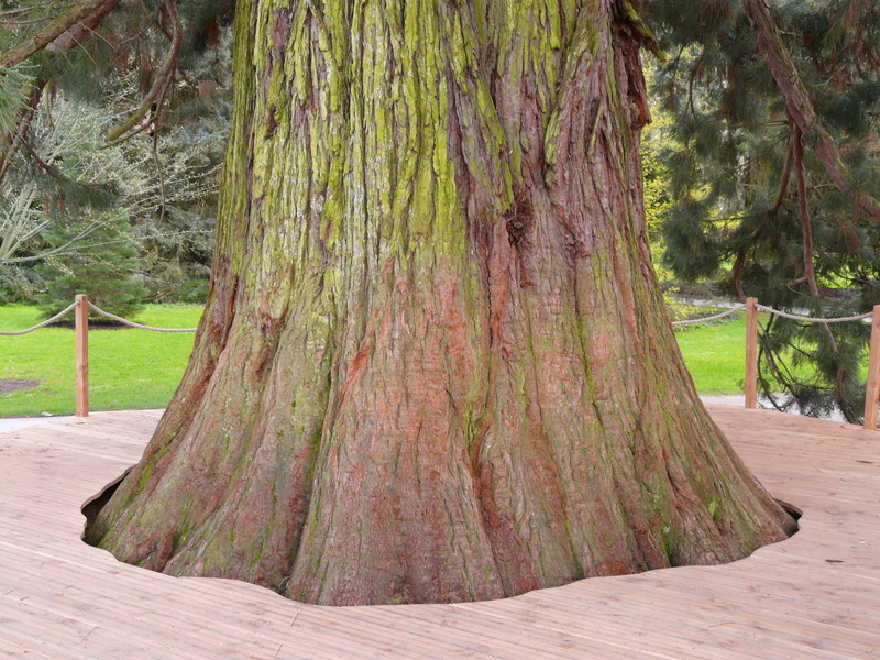 tree, sequoiadendron giganteum, tranquility, cupressaceae, no people, park - man made space, sequoia, diameter, footpath, growth, powerful, forest, trunk
