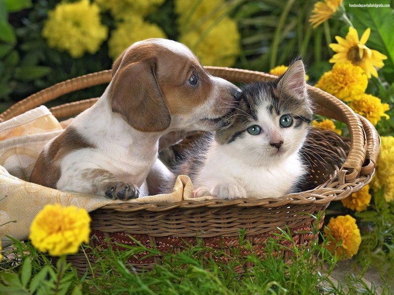 gato, perro, baby, animales, cachorros, 720P